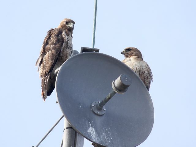 Red-tailed Hawks